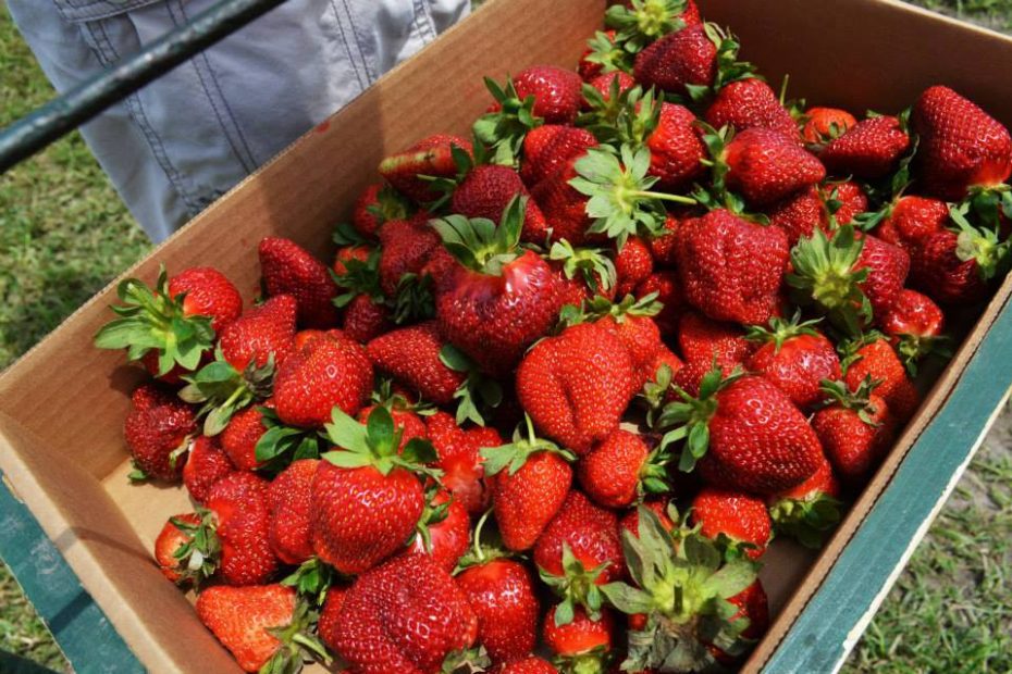 Fresas Frescas, Kevin and I went strawberry picking in the …