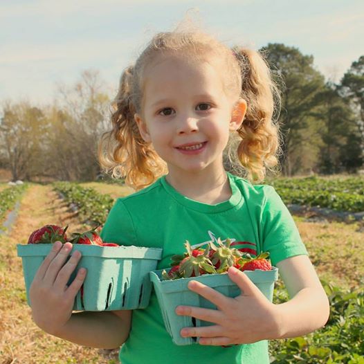 Strawberry Season Springs Early – Strawberries on 903 – Greenville, NC ...