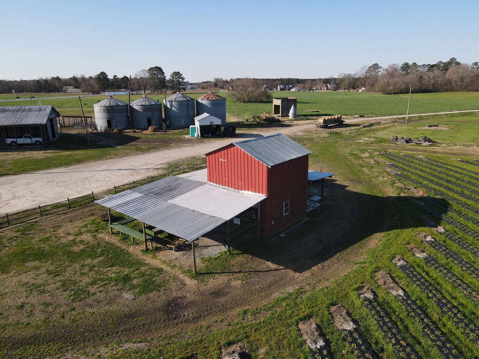 Visiting Our Farm Strawberries on 903 Greenville, NC Strawberry and
