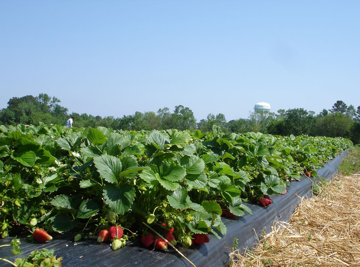 Production Methods Strawberries on 903 Greenville, NC Strawberry