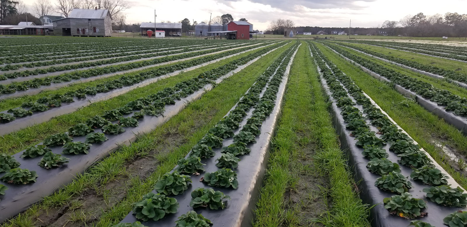 News From The Farm February 2022 Strawberries on 903 Greenville